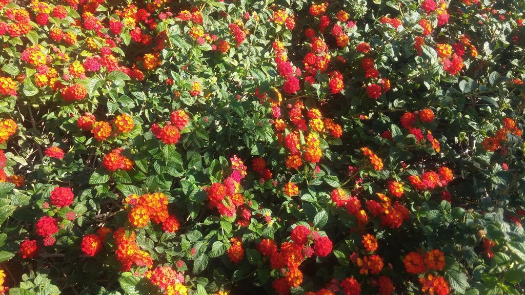 El Manantial B&B El Higueron Dış mekan fotoğraf